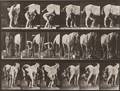 Eadweard Muybridge British 18301904 Plate 509 Man Shoeing a Horse