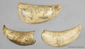 Three scrimshaw decorated whales teeth