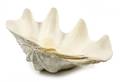 Large White Clam Shell Centerpiece