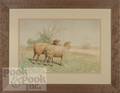 Watercolor landscape with two sheep