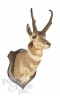Taxidermy mount of an American pronghorn antelope