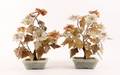 Pair of Large Chinese Jade Flowering Trees
