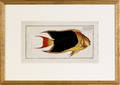Two color engravings of fish