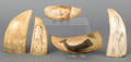 Five scrimshaw decorated whale teeth