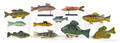 Eleven carved and painted fish decoys