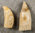 Scrimshaw whale tooth 19th c
