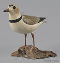 Lloyd Johnson carved and painted Piping Plover