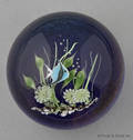 Lundberg Studios angel fish paperweight with an iridescent ground by Daniel Salazar