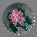 Bob Banford pink primrose paperweight with a cut star base