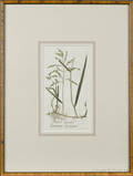 Four botanical engravings