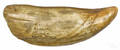 Large scrimshaw whale tooth 19th c