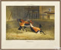 Set of six Newton Fielding trial proof cock fighting prints