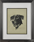 Graphite portrait of a dog