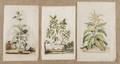 Thirteen early botanical engravings
