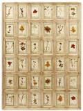192030s Italian Collection of Preserved Flowers