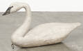 Painted swan decoy