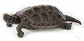 Patinated bronze turtle