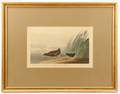 After Audubon Least Waterhen Lithograph