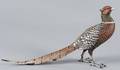 Austrian cold painted bronze ring neck pheasant