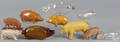 Ten assorted pig figures