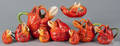 Royal Bayreuth porcelain lobster tablewares