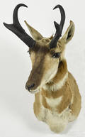 Taxidermy shoulder mount of a prong horn antelope