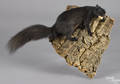 Taxidermy fullbody mount of a black squirrel