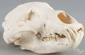 Alaskan brown bear skull