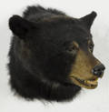 Taxidermy head mount of a black bear