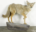 Taxidermy fullbody mount of a coyote