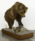 Taxidermy fullbody mount of a Kodiak brown bear