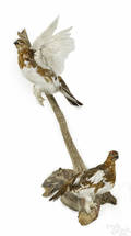 Two Taxidermy ptarmigan