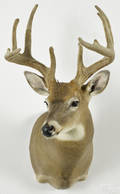 Taxidermy shoulder mount of a tenpoint whitetail deer