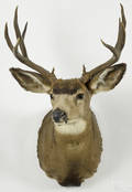 Taxidermy shoulder mount of a tenpoint mule deer
