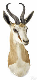 Taxidermy shoulder mount of a springbok