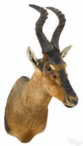 Taxidermy shoulder mount of a red hartebeest
