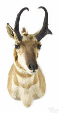 Taxidermy shoulder mount of a pronghorn antelope