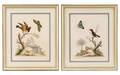 Group of 2 George Edwards Ornithological Prints