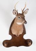 Taxidermy 5 Point Buck Head and Hooves Gun Rack