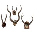 Antler collection grouping of four probably african and of the antelope family largest 30 x 25