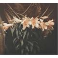 Margaretta k mitchell american b 1935 venetian lilies 1991 iris print signed dated titled and numbered 49100 19 14 x 20 sheet