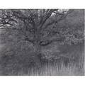 George andrew tice american b 1938 oak tree holmdel nj 1970 seleniumtoned gelatin silver print printed 1970 signed dated and titled 15 38 x 19 12 sheet
