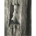 Andre kertesz hungarianamerican 18941985 untitled 1959 gelatin silver print printed ca 1959 dated and with studio stamp 10 x 8 sheet