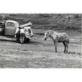 Elliott erwitt american b 1928 brasilia image 5 of 10 1961 from a portfolio of ten photographs gelatin silver print printed 1974 signed 9 x 13 38 sheet publisher witkinberley ltd
