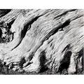 Edward weston american 18861958 cyprus point lobos image 5 1929 from edward weston portfolio 1971 gelatin silver print printed 1971 by cole weston signed titled and dated by cole weston