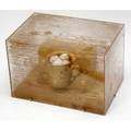 Howard kottler earthenware sculpture within decaled plexiglass case walnut cup 1973 provenance the derek mason and daniel jacobs collection signed kottler 8 x 12 x 8