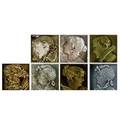 Trent  providential seven assorted portrait tiles several chips all marked 6 sq