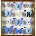 Mounted butterflies twelve blue morpho butterflies handsomely mounted in a shadowbox frame 19 12 x 20