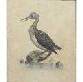 George edwards british 16941773 four individual handcolored engravings of birds framed each 12 x 10 yellowing and spotting to all