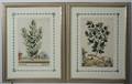 Pair of HandColored Botanical Engravings